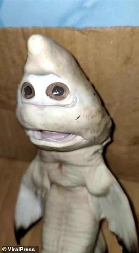 Ngư dân câu được cá mập mặt người, gương mặt thảng thốt kỳ dị khiến cả thuyền quay luôn về bờ vì nghĩ là quái vật-2