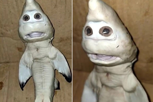 Hàng trăm con cá mập kéo về bờ biển ở Mỹ-1