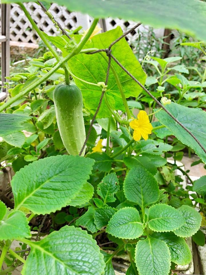 Khám phá khu vườn rộng 100m2 trong biệt thự của Thủy Tiên - Công Vinh-3