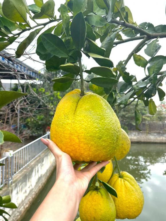 Vườn rau sạch, nhiều cây ăn quả của gia đình Hoa hậu Đỗ Thị Hà ở Thanh Hóa-5