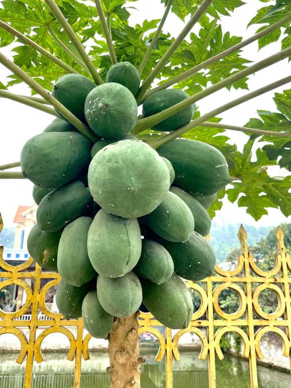 Vườn rau sạch, nhiều cây ăn quả của gia đình Hoa hậu Đỗ Thị Hà ở Thanh Hóa-6