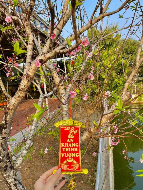 Vườn rau sạch, nhiều cây ăn quả của gia đình Hoa hậu Đỗ Thị Hà ở Thanh Hóa-8