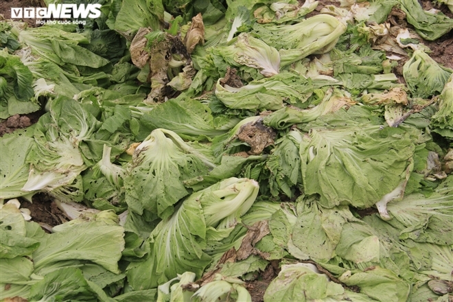 Hà Nội: Rau xanh rẻ như bèo, nông dân bỏ đầy đồng làm phân bón-3