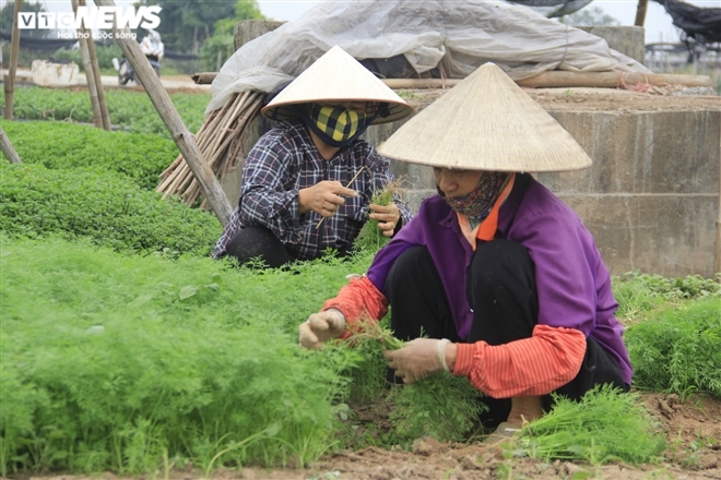 Hà Nội: Rau xanh rẻ như bèo, nông dân bỏ đầy đồng làm phân bón-5