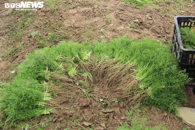 Hà Nội: Rau xanh rẻ như bèo, nông dân bỏ đầy đồng làm phân bón-7