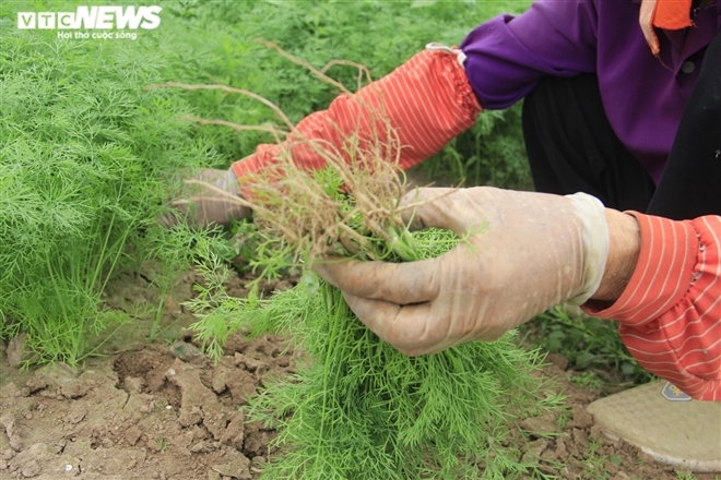 Hà Nội: Rau xanh rẻ như bèo, nông dân bỏ đầy đồng làm phân bón-8