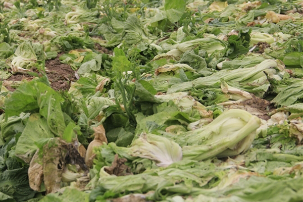 1.000 đồng 3kg cà chua, vứt thối đỏ ruộng, đổ cho cá ăn-13