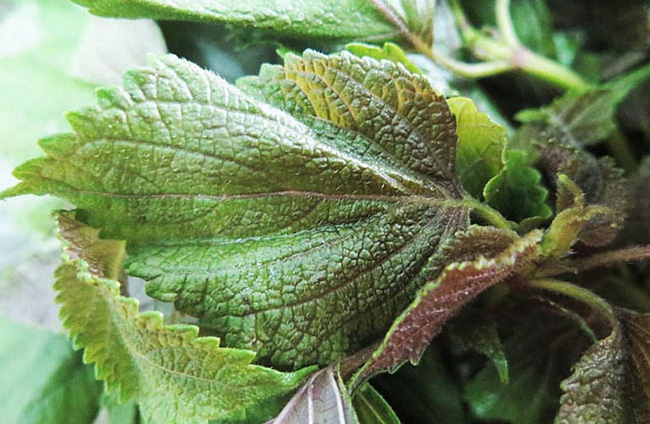 Hướng dương ngược nắng: Loại nước được Minh coi là siêu phẩm vừa giúp Kiên giải rượu lại được Châu cực thích thực sự tuyệt vời đến đâu?-4