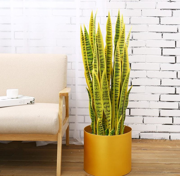 Muốn có tài lộc, may mắn, nhất định phải trồng 8 loại cây này trong nhà-1