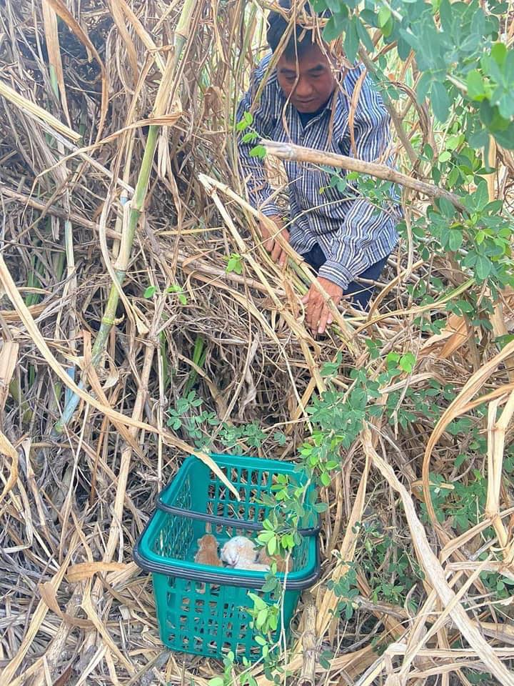 Khi bố nói: Đừng mang đứa lắm lông nào về nhà hết và cái kết Không nuôi được thì để tao nuôi-2