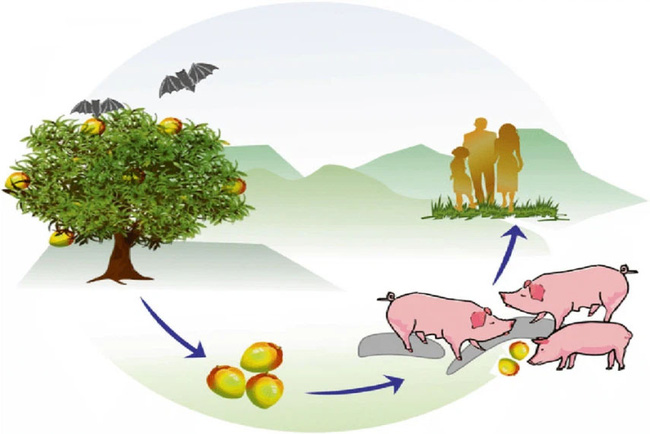 Virus Nipah gây phù não được cảnh báo có thể là đại dịch tiếp theo: Chưa có vắc-xin phòng bệnh và có thể ủ bệnh hơn 1 tháng-2