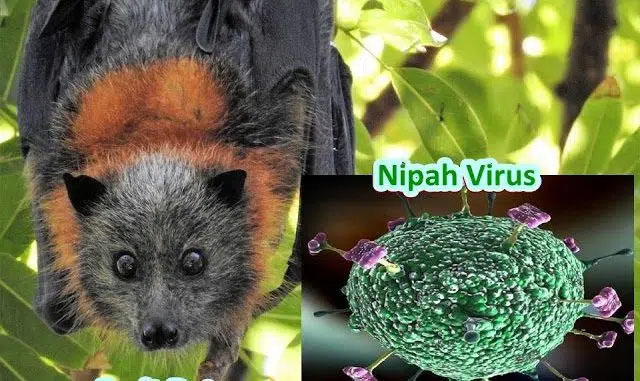 Virus Nipah gây phù não được cảnh báo có thể là đại dịch tiếp theo: Chưa có vắc-xin phòng bệnh và có thể ủ bệnh hơn 1 tháng-3