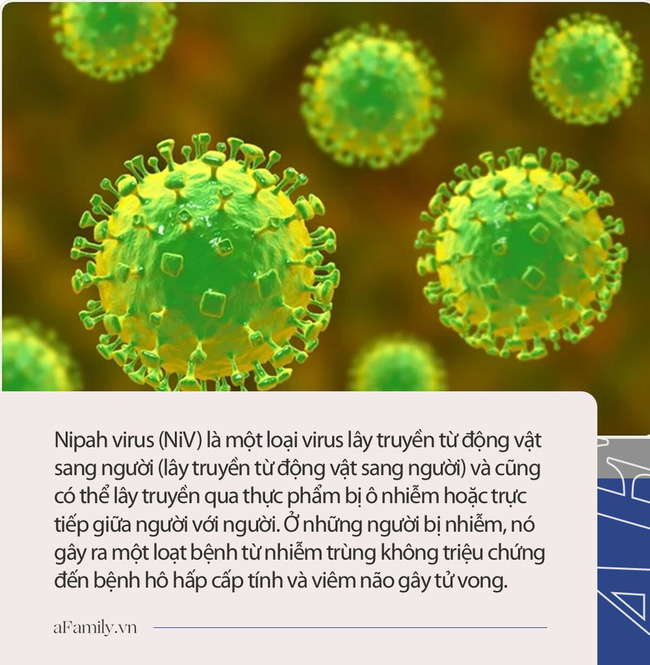 Virus Nipah gây phù não được cảnh báo có thể là đại dịch tiếp theo: Chưa có vắc-xin phòng bệnh và có thể ủ bệnh hơn 1 tháng-4