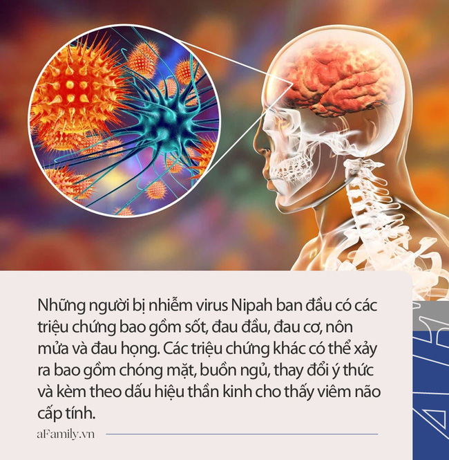 Virus Nipah gây phù não được cảnh báo có thể là đại dịch tiếp theo: Chưa có vắc-xin phòng bệnh và có thể ủ bệnh hơn 1 tháng-5