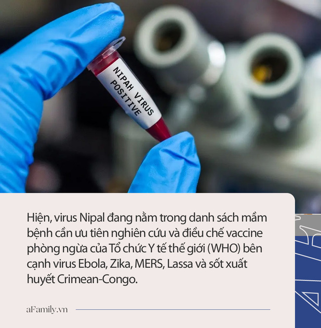 Virus Nipah gây phù não được cảnh báo có thể là đại dịch tiếp theo: Chưa có vắc-xin phòng bệnh và có thể ủ bệnh hơn 1 tháng-6