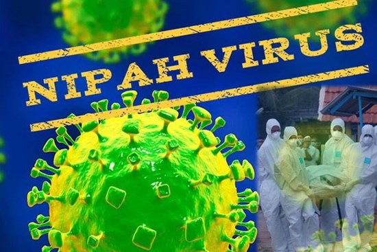 Virus Nipah gây phù não được cảnh báo có thể là đại dịch tiếp theo: Chưa có vắc-xin phòng bệnh và có thể ủ bệnh hơn 1 tháng