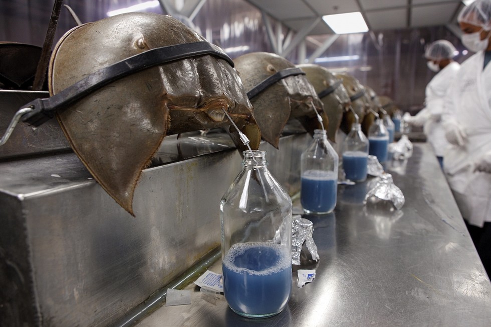 4 loại chất lỏng của động vật chính là mỏ vàng, bán đi kiếm được cả núi tiền-2