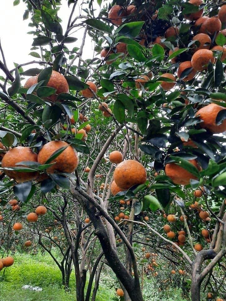 Cam sành Hà Giang siêu rẻ: 6 nghìn đồng/kg, mua cả yến vắt uống cả lít-2