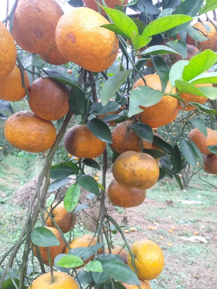 Cam sành Hà Giang siêu rẻ: 6 nghìn đồng/kg, mua cả yến vắt uống cả lít-3