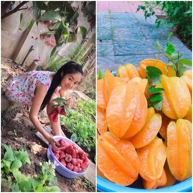 Khu vườn như trang trại rau củ quả của nhà Lê Phương Gạo nếp gạo tẻ-1