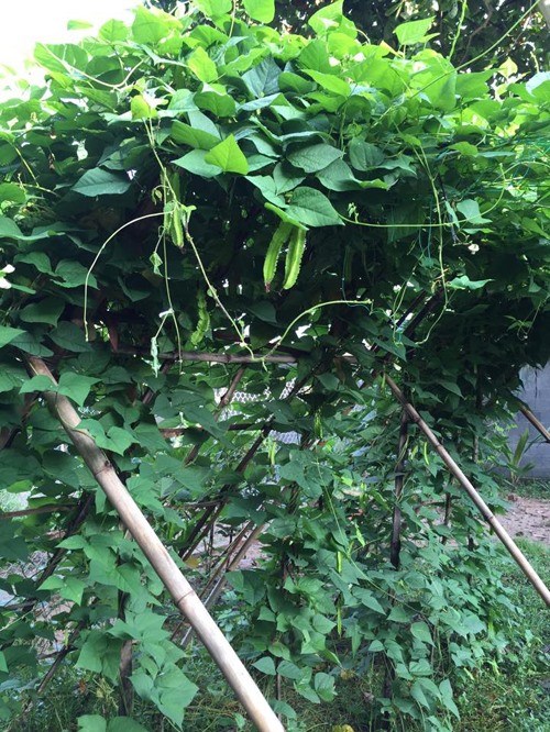 Khu vườn như trang trại rau củ quả của nhà Lê Phương Gạo nếp gạo tẻ-2