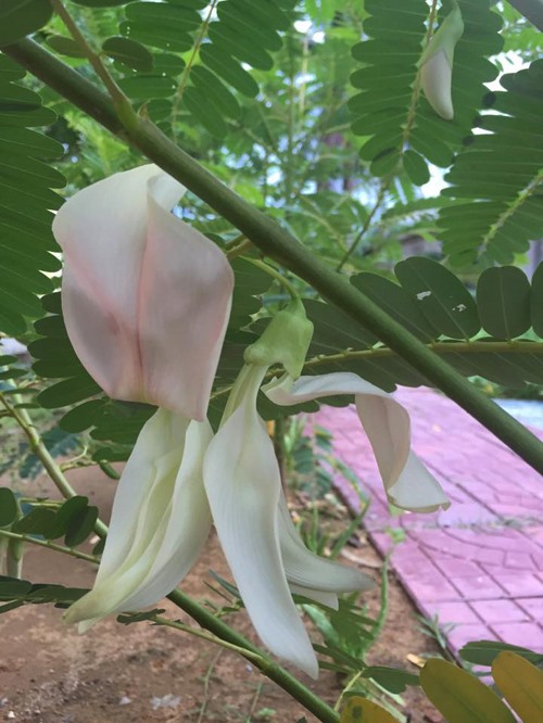 Khu vườn như trang trại rau củ quả của nhà Lê Phương Gạo nếp gạo tẻ-4