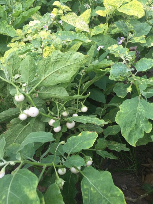 Khu vườn như trang trại rau củ quả của nhà Lê Phương Gạo nếp gạo tẻ-6