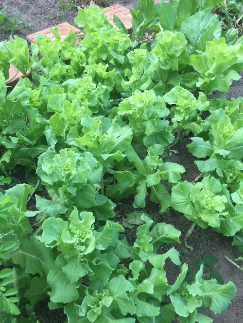 Khu vườn như trang trại rau củ quả của nhà Lê Phương Gạo nếp gạo tẻ-7