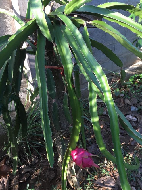 Khu vườn như trang trại rau củ quả của nhà Lê Phương Gạo nếp gạo tẻ-8