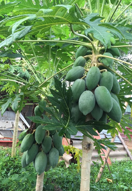 Khu vườn như trang trại rau củ quả của nhà Lê Phương Gạo nếp gạo tẻ-10