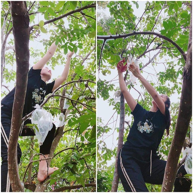 Khu vườn như trang trại rau củ quả của nhà Lê Phương Gạo nếp gạo tẻ-12