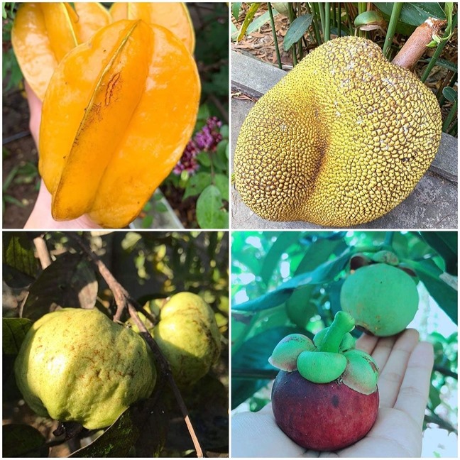 Khu vườn như trang trại rau củ quả của nhà Lê Phương Gạo nếp gạo tẻ-14