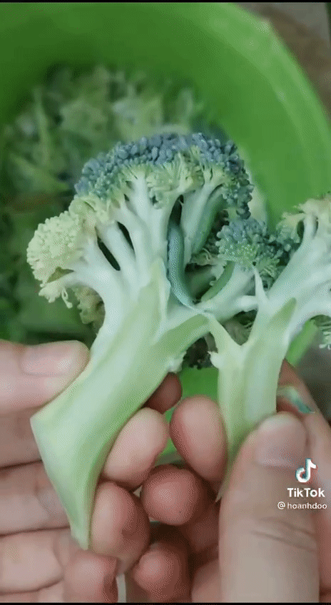 Cắt súp lơ cô gái vô tình phát hiện đầy sâu bọ&nbsp;khiếp vía, đây là cách làm sạch đúng-1