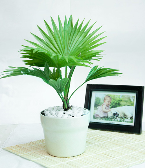 9 loại cây thanh lọc không khí trong nhà tốt nhất mà lại rất dễ trồng-4