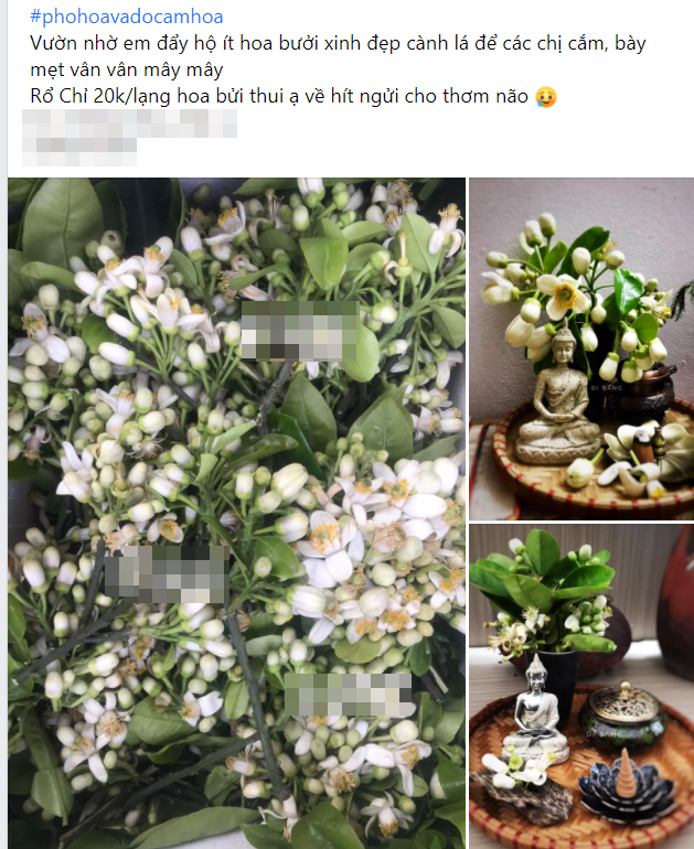 Vào mùa hoa bưởi thơm ngào ngạt, giá từ 200.000/kg và cách lựa hoa chuẩn chỉnh-5