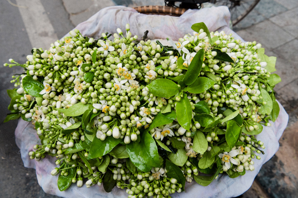 Hoa bưởi đầu mùa xuống phố, đắt như hoa nhập ngoại vẫn cháy hàng-5
