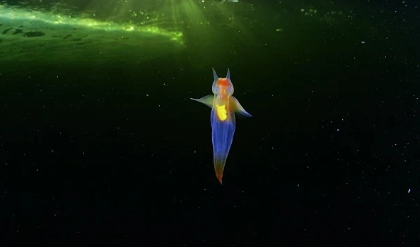 Xôn xao đoạn clip bắt được 2 thiên thần biển mỏng manh như pha lê, có 2 chiếc sừng và cánh bơi trong nước được cho là sinh vật cực hiếm-4