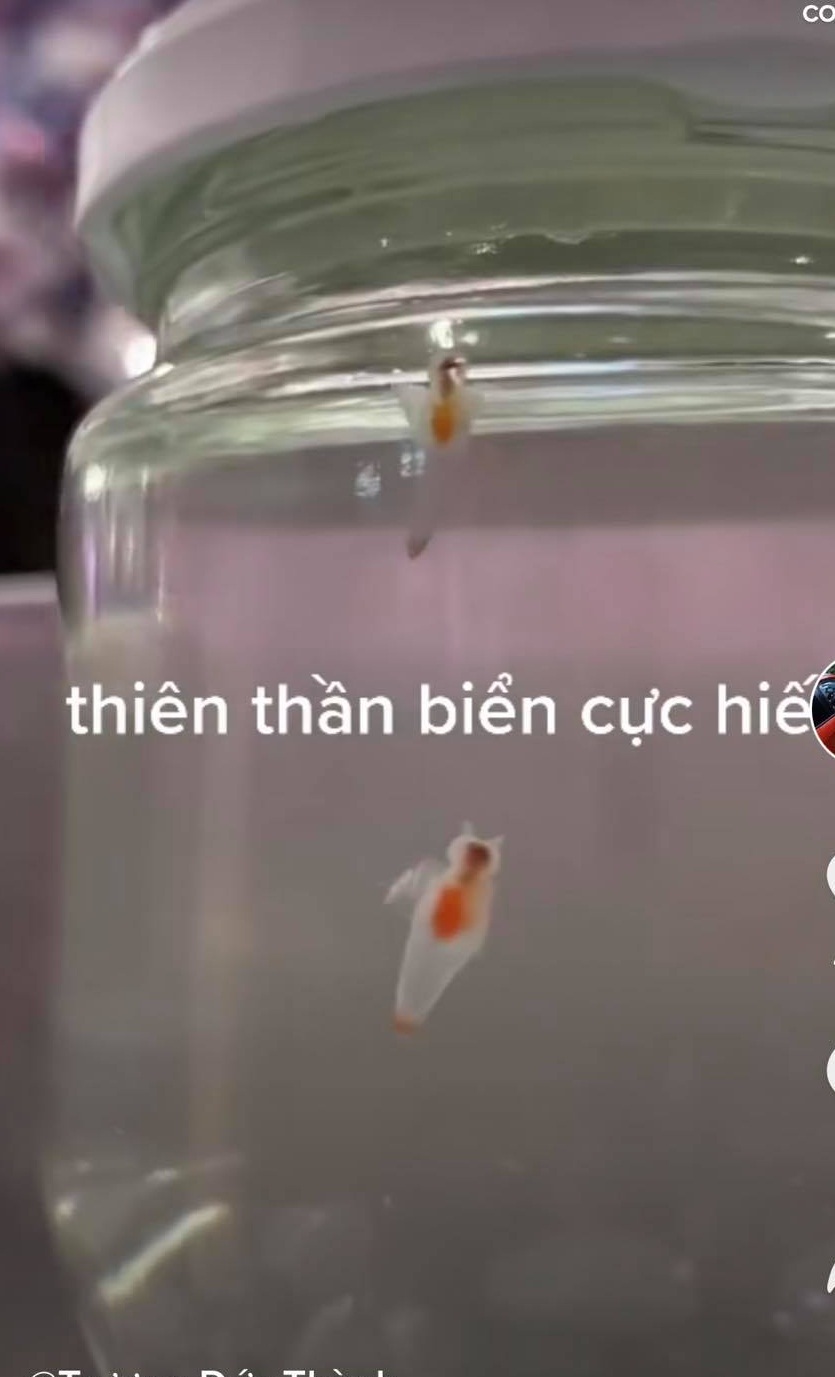 Xôn xao đoạn clip bắt được 2 thiên thần biển mỏng manh như pha lê, có 2 chiếc sừng và cánh bơi trong nước được cho là sinh vật cực hiếm-2