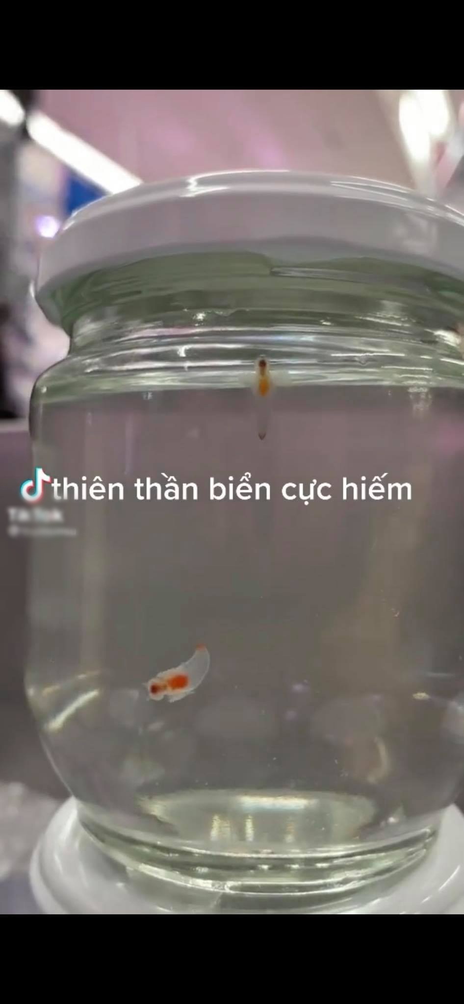 Xôn xao đoạn clip bắt được 2 thiên thần biển mỏng manh như pha lê, có 2 chiếc sừng và cánh bơi trong nước được cho là sinh vật cực hiếm-1