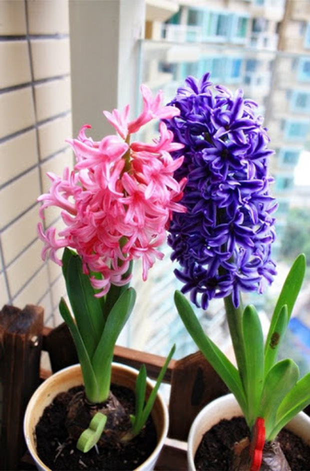 8 loại cây đẹp mà độc không nên trồng trong nhà kẻo rước bệnh và vận xui vào người-3