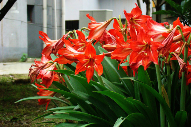 8 loại cây đẹp mà độc không nên trồng trong nhà kẻo rước bệnh và vận xui vào người-4