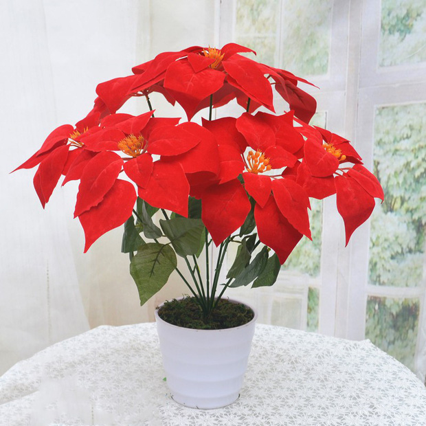 8 loại cây đẹp mà độc không nên trồng trong nhà kẻo rước bệnh và vận xui vào người-6