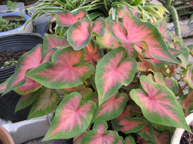 8 loại cây đẹp mà độc không nên trồng trong nhà kẻo rước bệnh và vận xui vào người-7