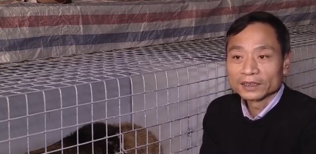 Nuôi loài đặc sản núi rừng, cho ăn cháo gà, bán 2 triệu/kg, nông dân thu 2 tỷ đồng mỗi năm-2