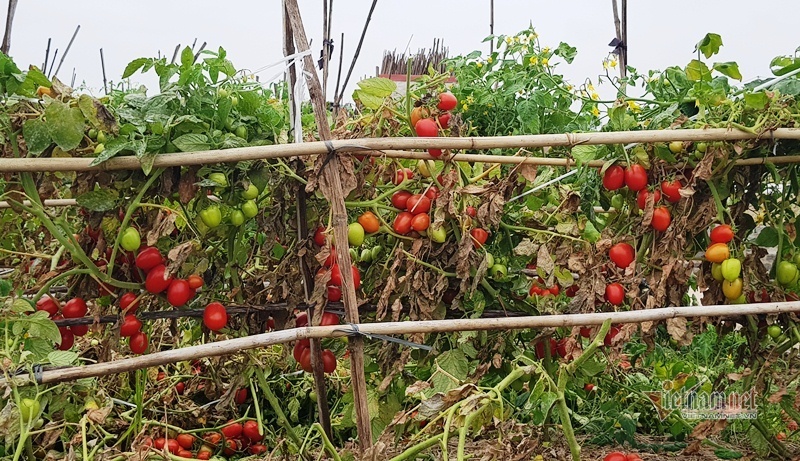 1.000 đồng 3kg cà chua, vứt thối đỏ ruộng, đổ cho cá ăn-1