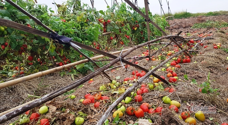 1.000 đồng 3kg cà chua, vứt thối đỏ ruộng, đổ cho cá ăn-2