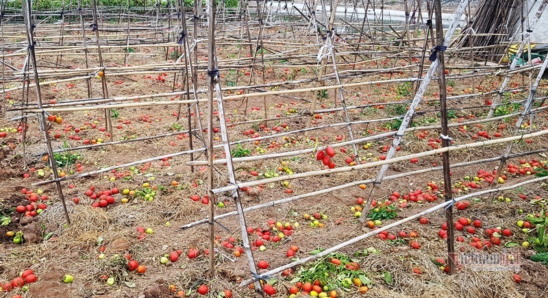 1.000 đồng 3kg cà chua, vứt thối đỏ ruộng, đổ cho cá ăn-3