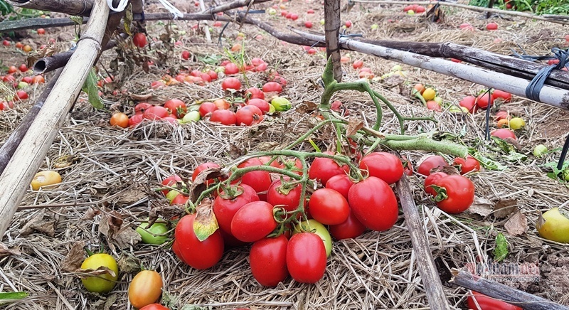 1.000 đồng 3kg cà chua, vứt thối đỏ ruộng, đổ cho cá ăn-5