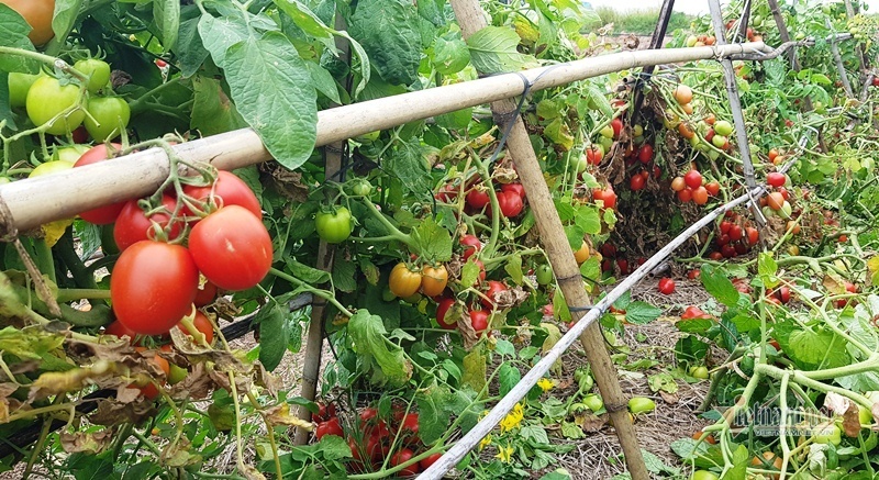 1.000 đồng 3kg cà chua, vứt thối đỏ ruộng, đổ cho cá ăn-10