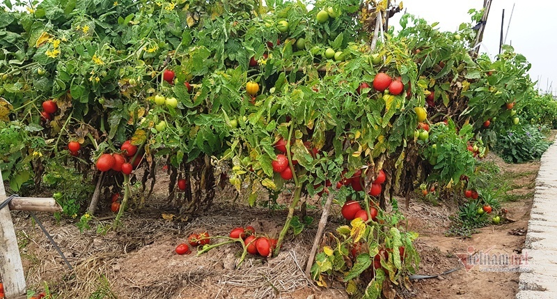 1.000 đồng 3kg cà chua, vứt thối đỏ ruộng, đổ cho cá ăn-11